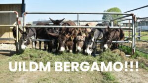 UILDM BERGAMO!!!